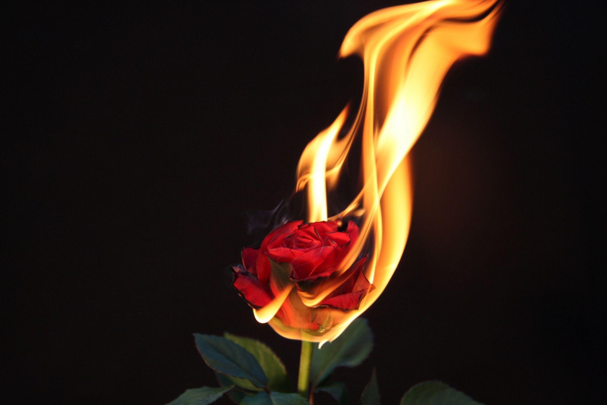 Burning Rose Wallpapers - Top Free Burning Rose Backgrounds - WallpaperAccess