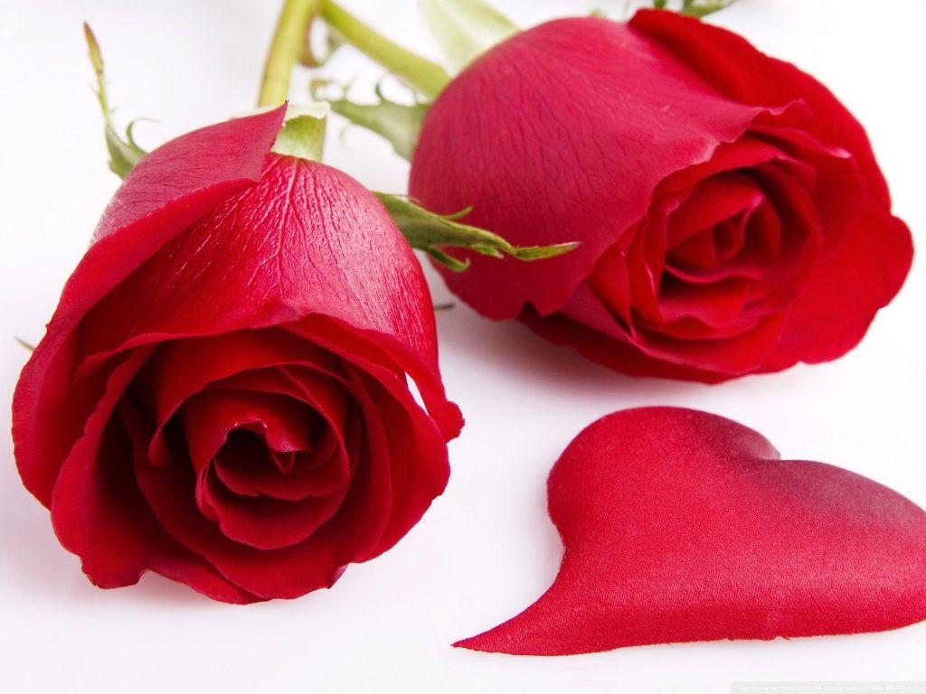 1024x768 Beautiful rose flowers wallpaper