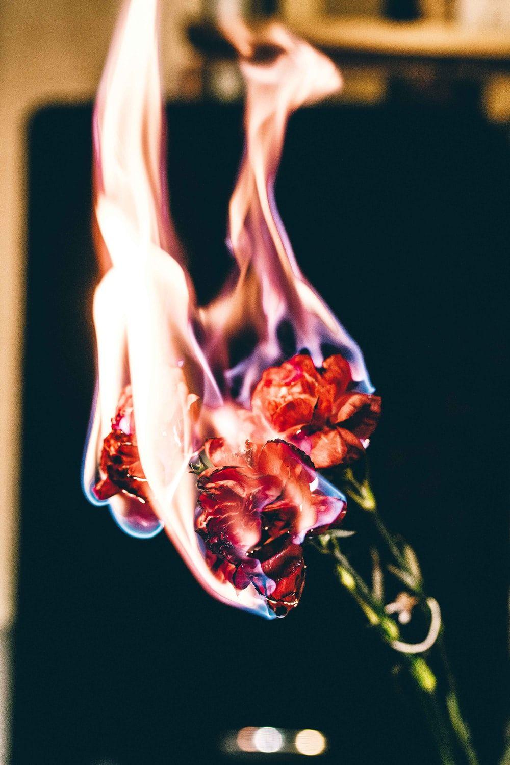 Burning Rose Wallpapers - Top Free Burning Rose Backgrounds