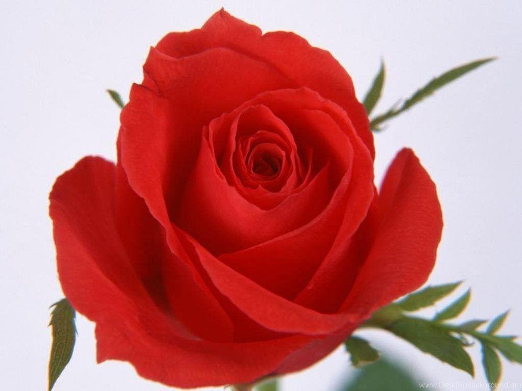 1024x768 Red Roses, Most Popular Rose, Rose Wallpaper, Beautiful Rose, Red. Desktop Background
