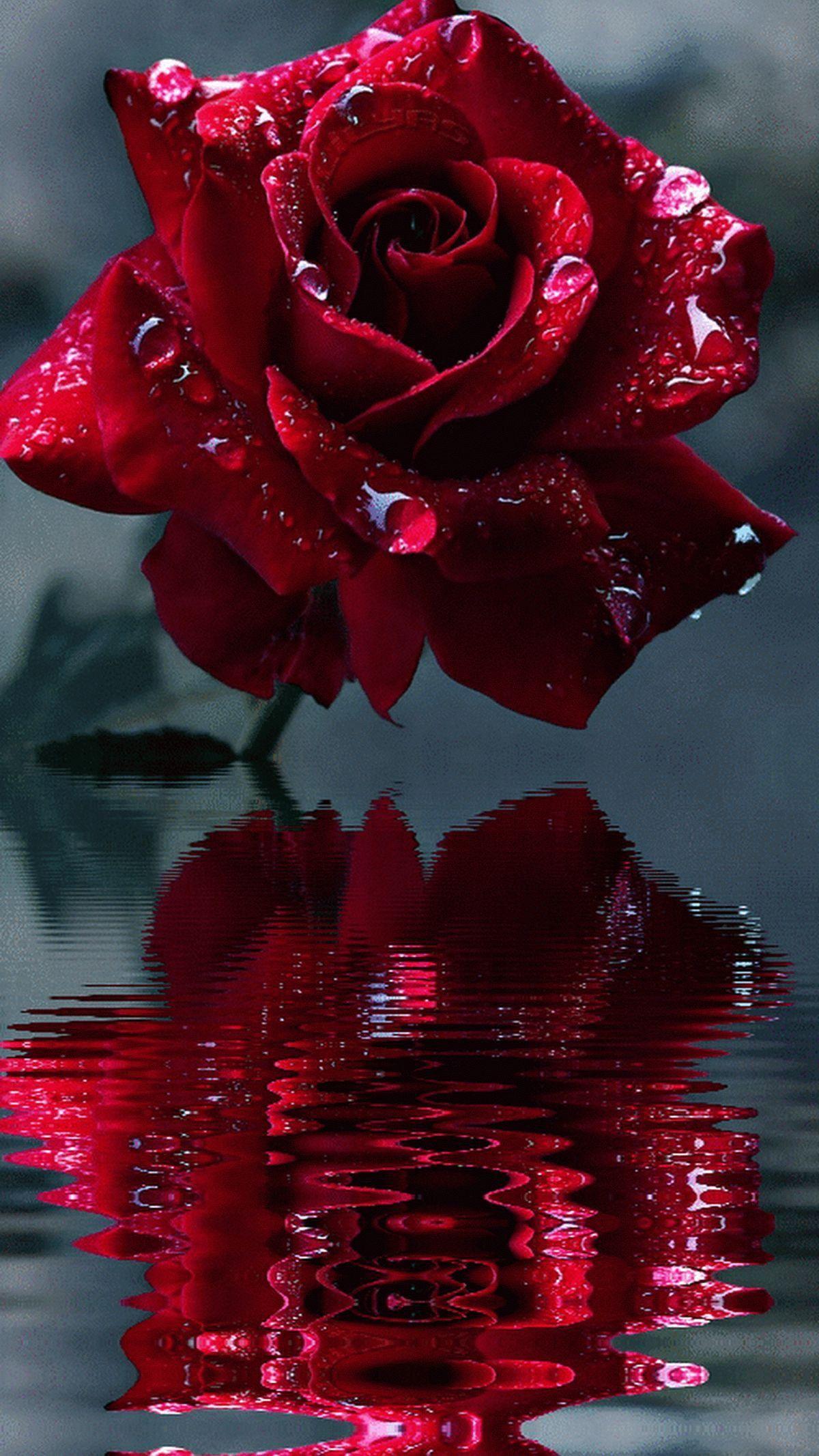 1200x2133 Red Rose..#flowerslove. Red roses wallpaper, Beautiful rose flowers, Beautiful flowers wallpaper