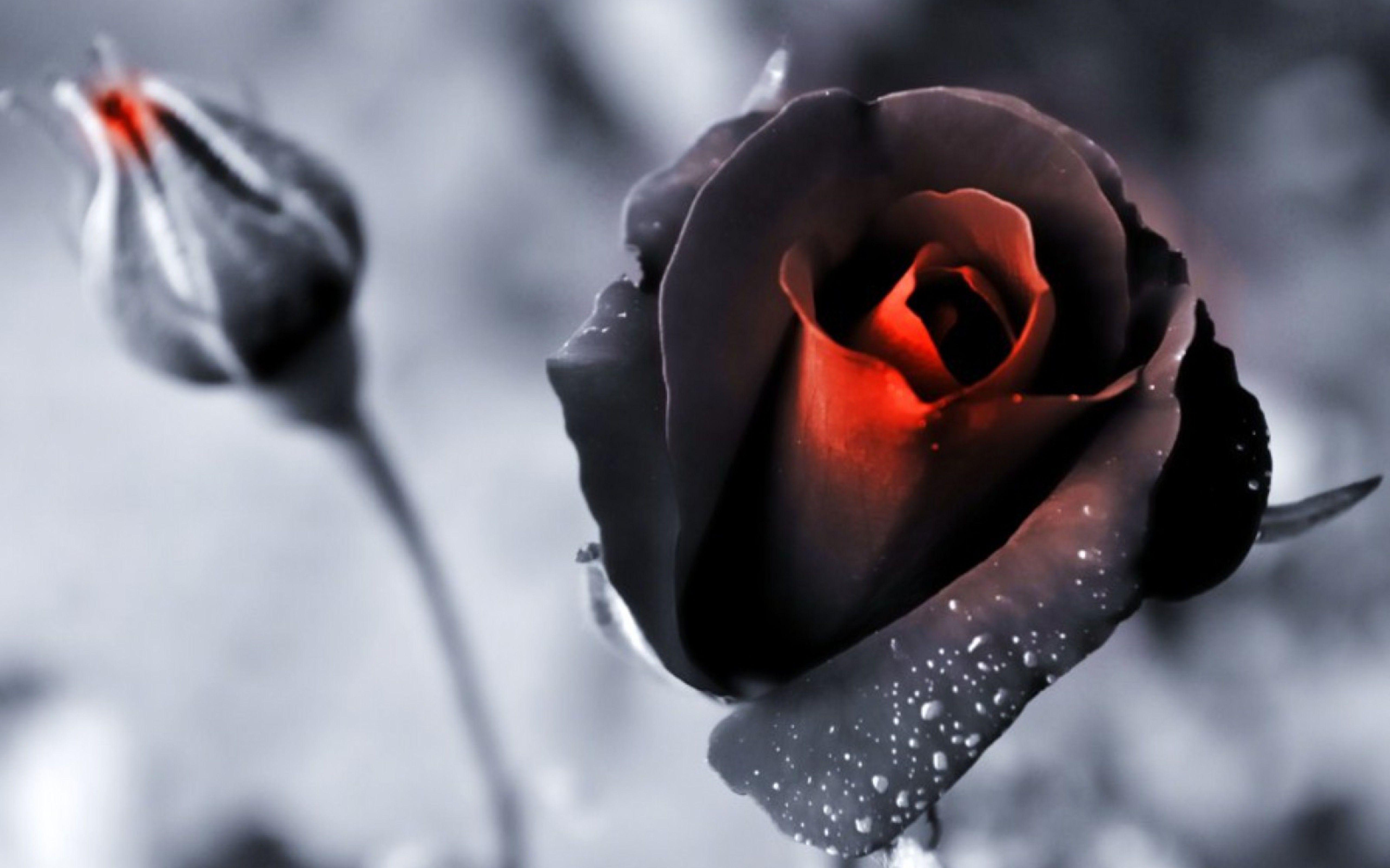 5120x3200 Black Rose Wallpaper 4k