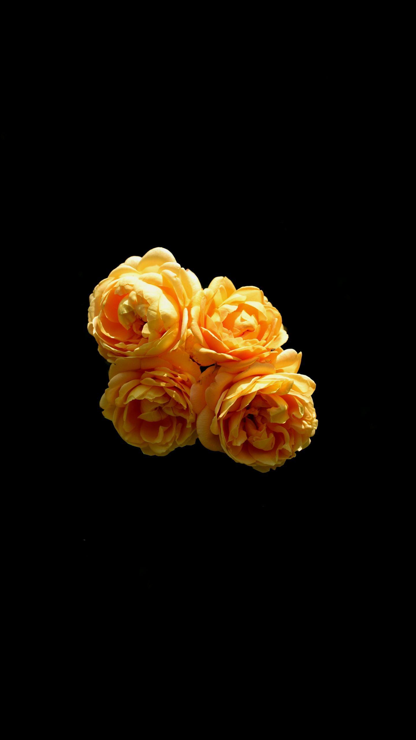 1440x2560 Download Orange roses, flowers, portrait wallpaper, 1440x QHD