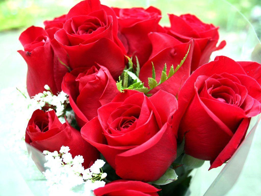 1024x768 Rose Wallpaper Download