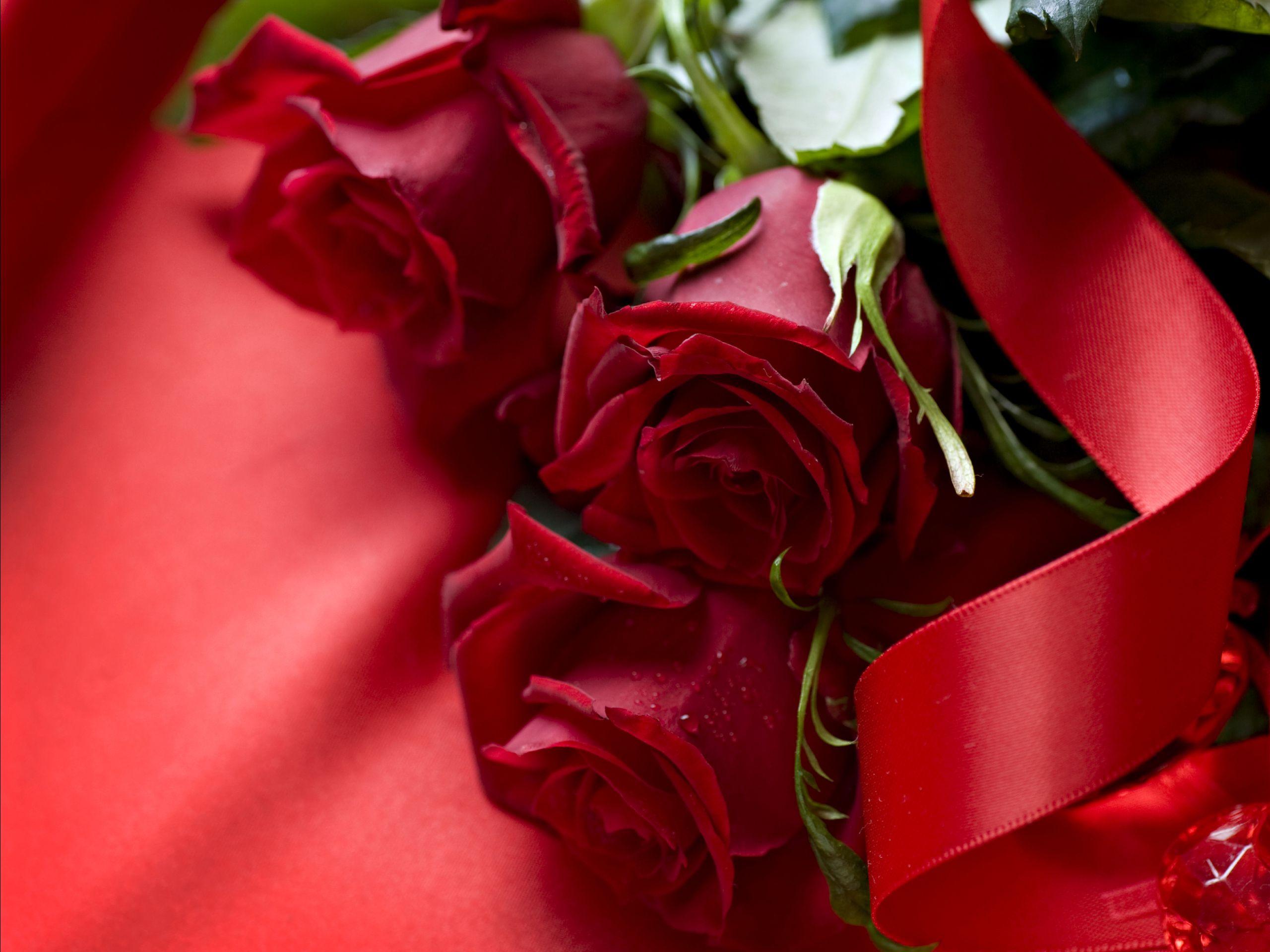 2560x1920 Red Rose Desktop Background Wallpaper HD