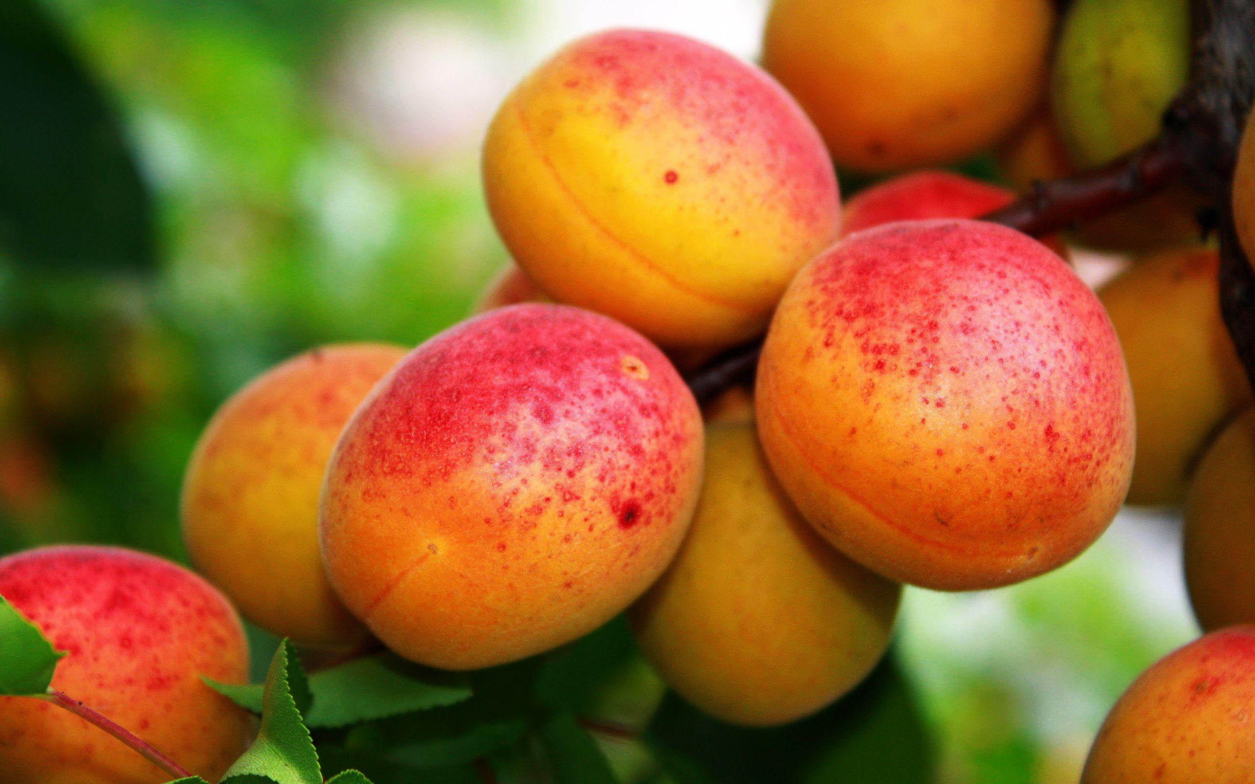 Peach Fruit Wallpapers Top Free Peach Fruit Backgrounds WallpaperAccess