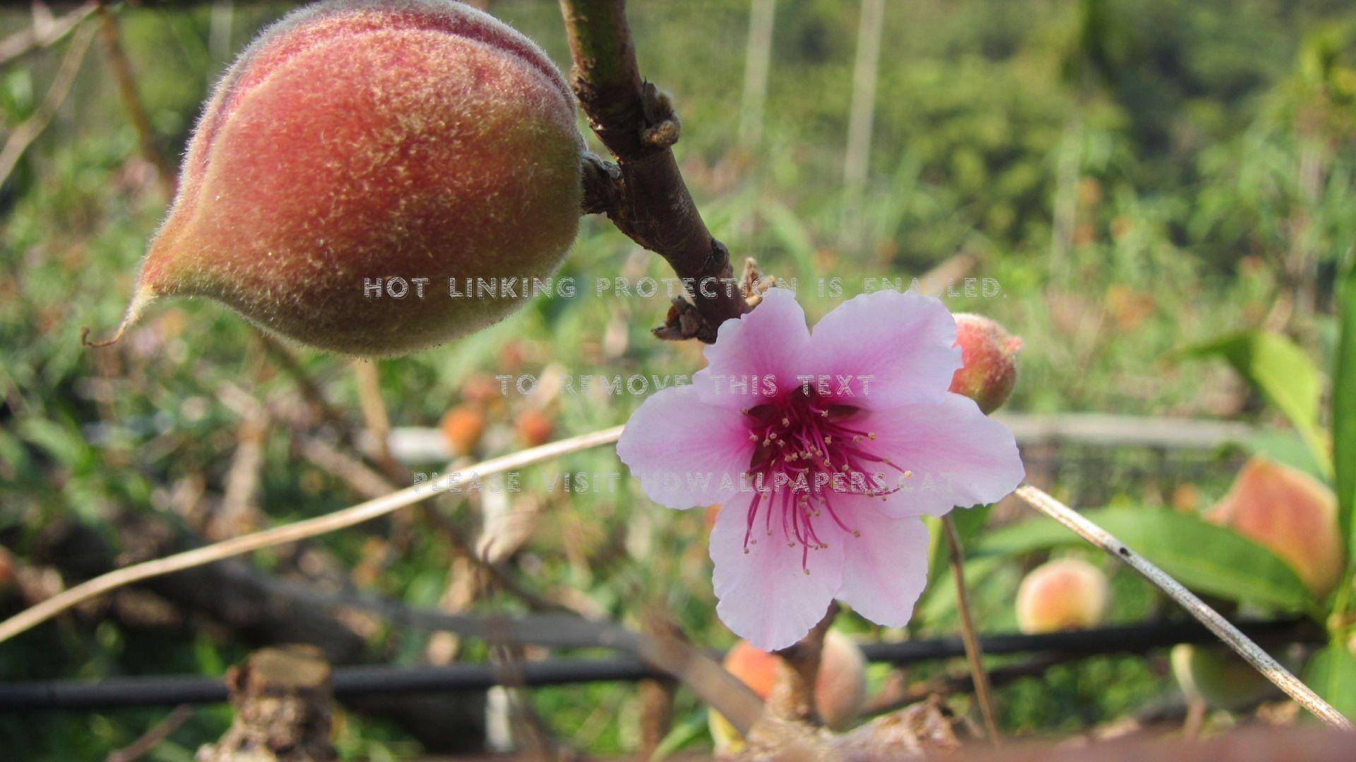1920x1080 peach blossoms flower pink fruit nature