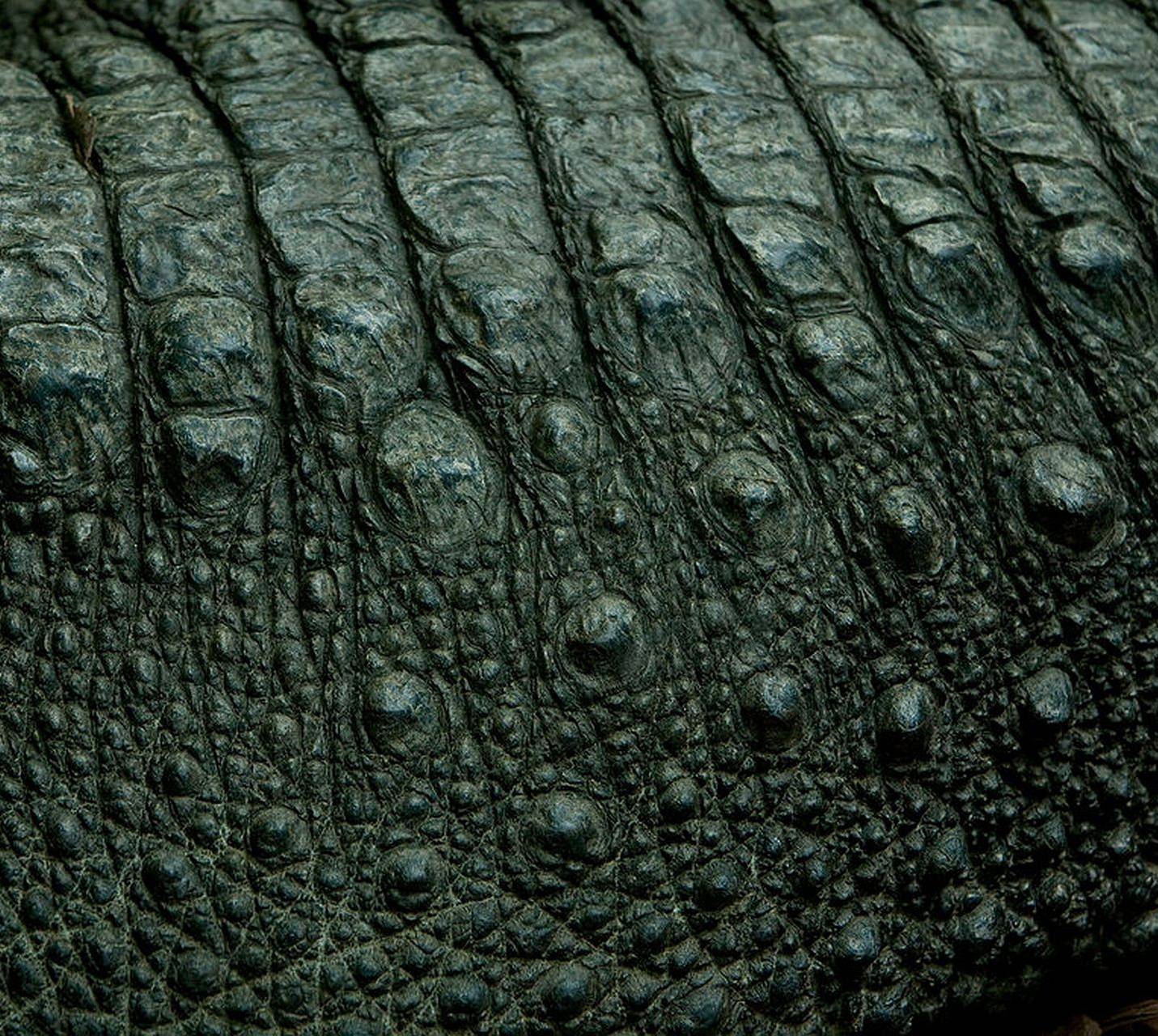 Crocodile Skin Wallpapers - Top Free Crocodile Skin Backgrounds