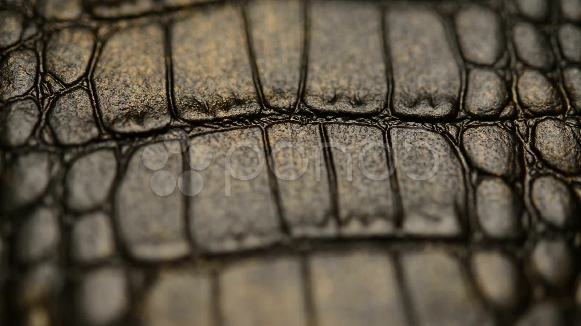 Crocodile Skin Wallpapers - Top Free Crocodile Skin Backgrounds