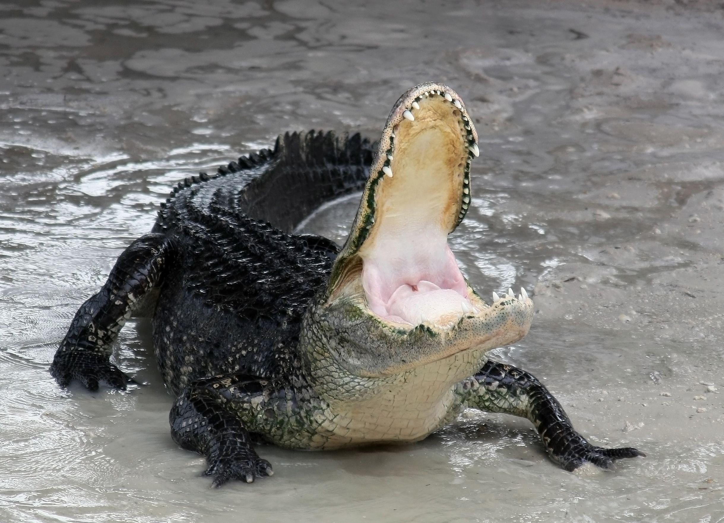 Black Alligator Wallpapers - Top Free Black Alligator Backgrounds