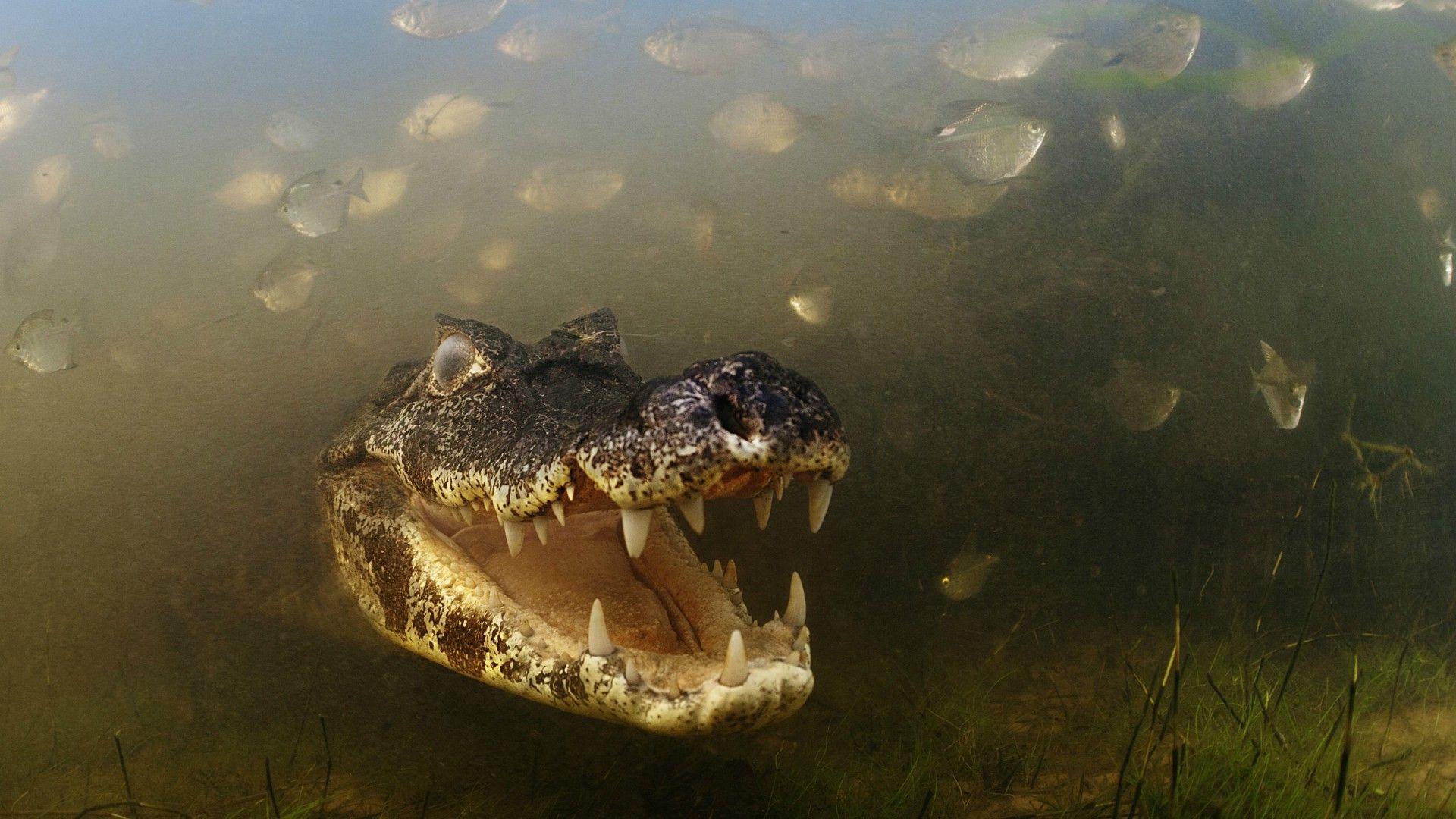 1920x1080 Alligator Background