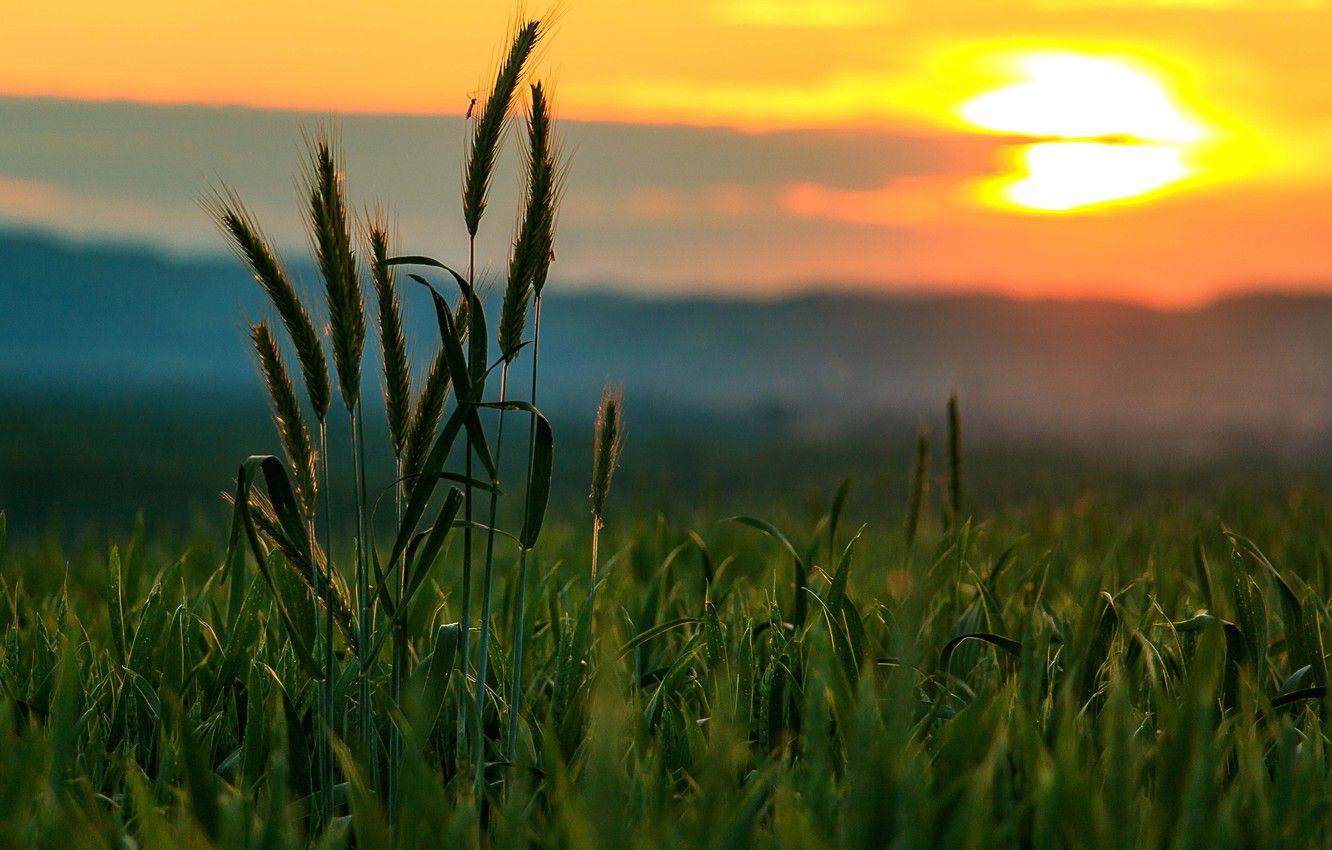 Farm Sunset Wallpapers Top Free Farm Sunset Backgrounds Wallpaperaccess