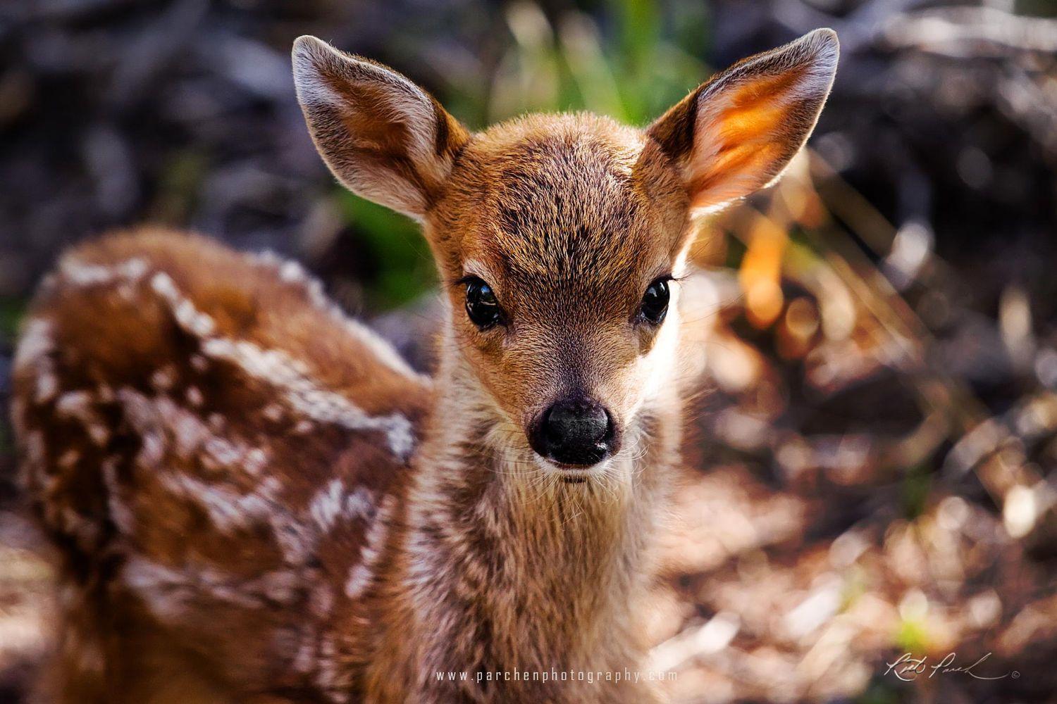 Featured image of post Cute Baby Deer Anime : Download cute cartoon deer sitting on the grass illustration vector art.