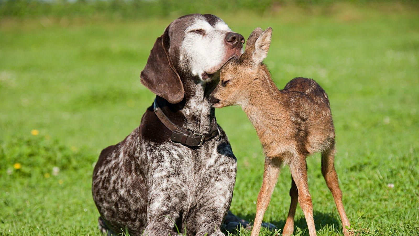 1600x900 Deer HD Wallpaper. Deer Photo. Deer Image. African Deer. Baby 268 - Deer And Its Child Wallpaper