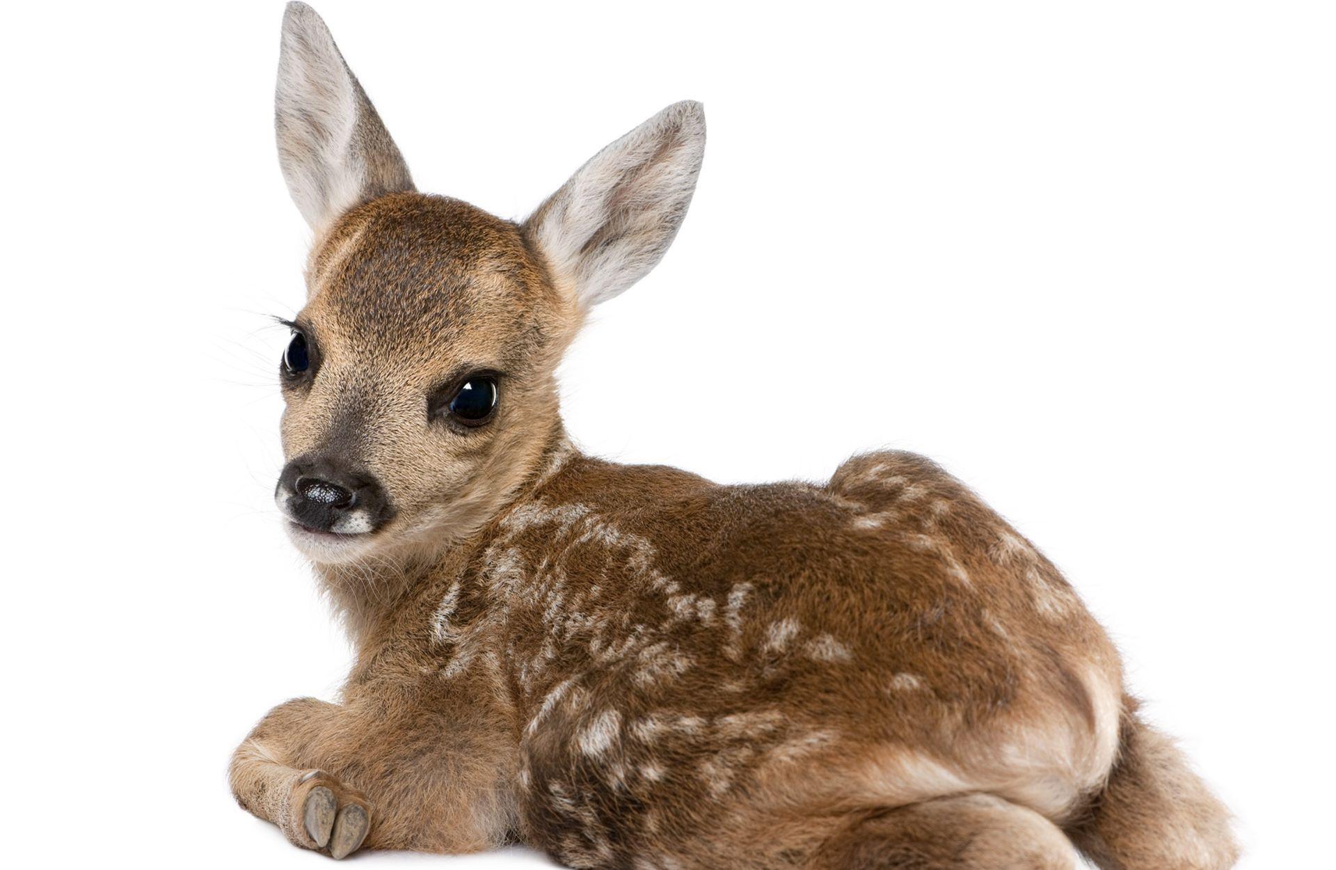 Baby Deer Wallpapers - Top Free Baby Deer Backgrounds - WallpaperAccess