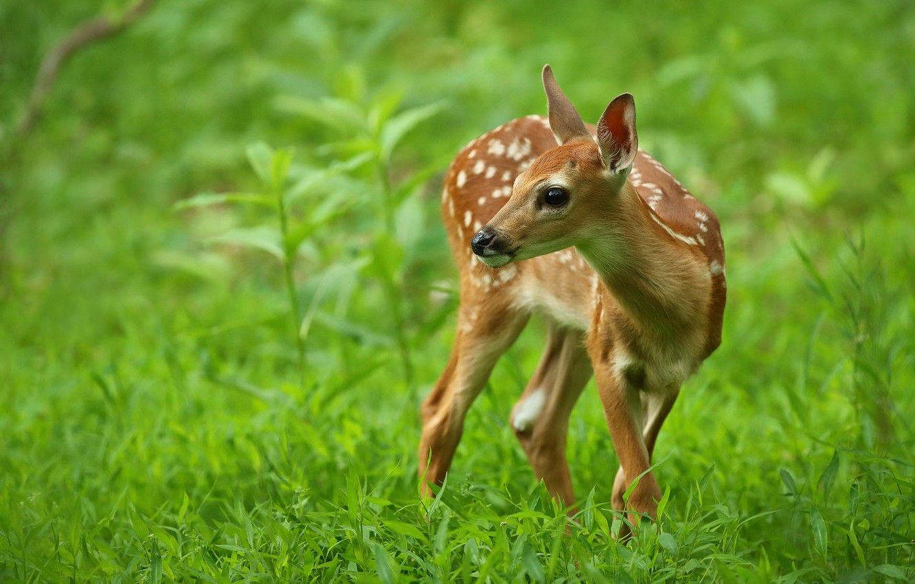 Baby Deer Wallpapers - Top Free Baby Deer Backgrounds - WallpaperAccess