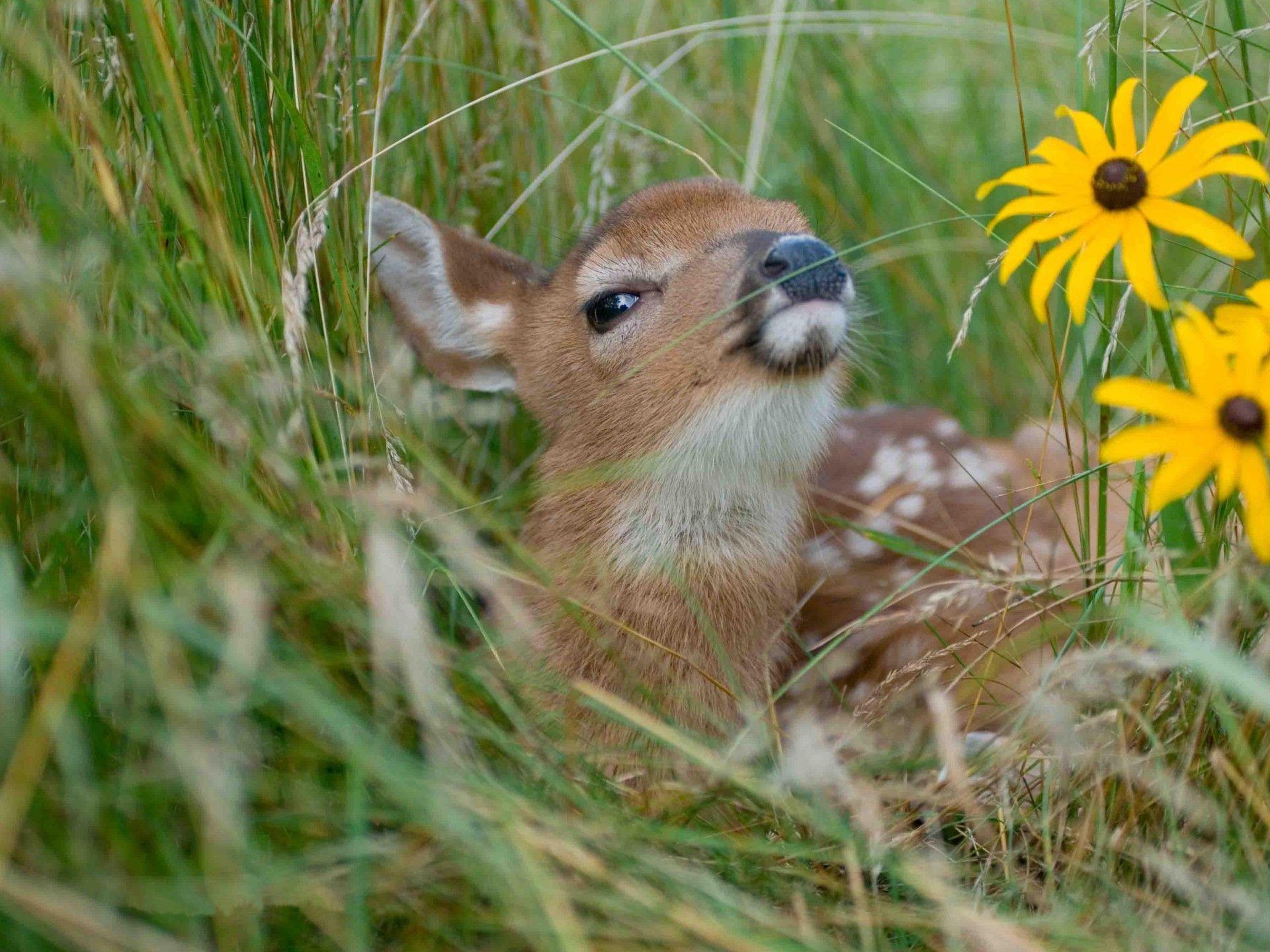 1920x1440 Baby Deer Grass Rudbeckia Yellow Flowers HD Wallpaper :
