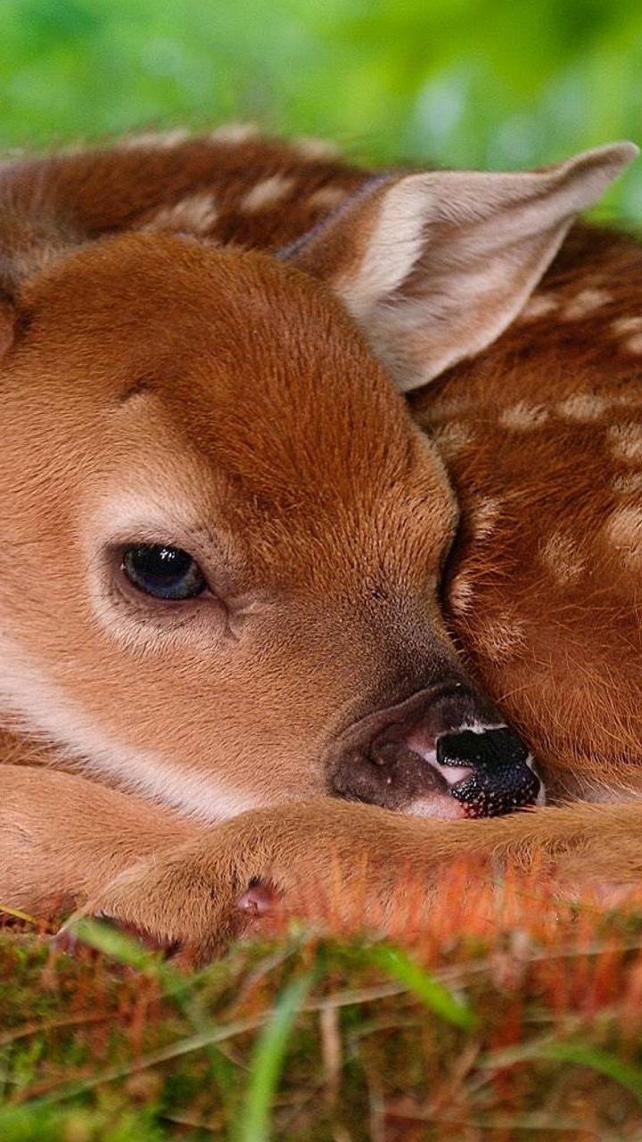 Baby Deer Wallpapers Top Free Baby Deer Backgrounds WallpaperAccess