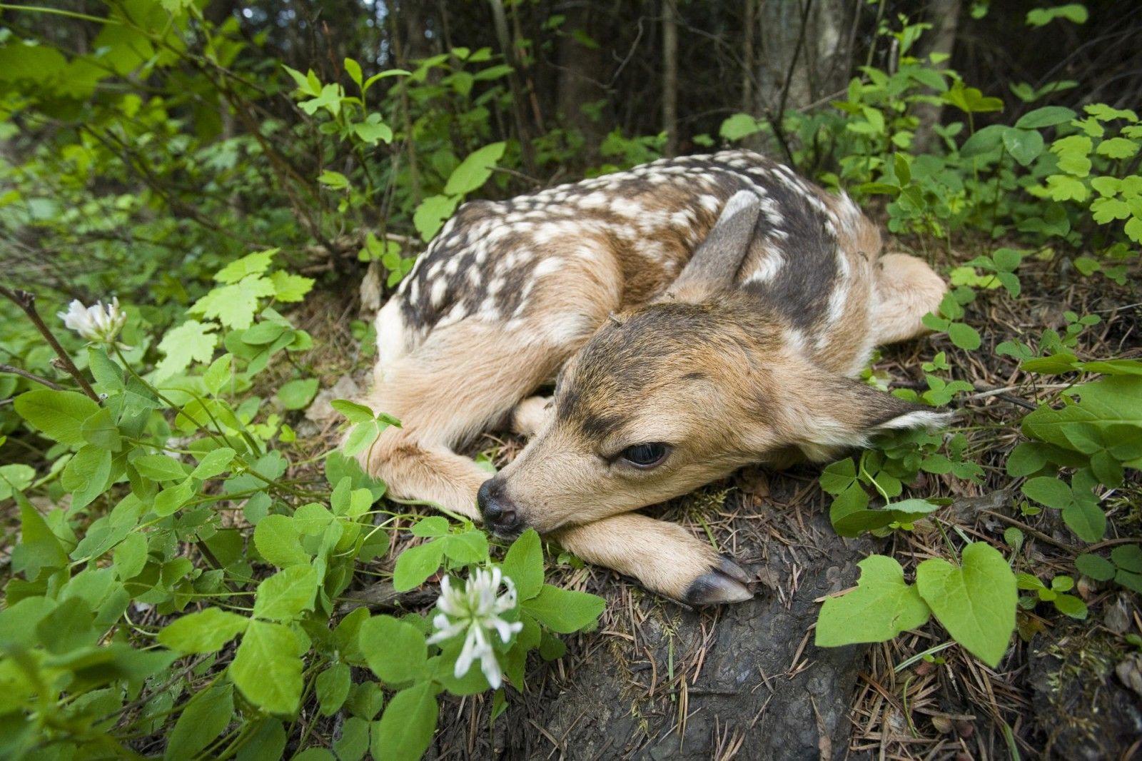 1600x1066 Baby Deer Wallpaperx1066