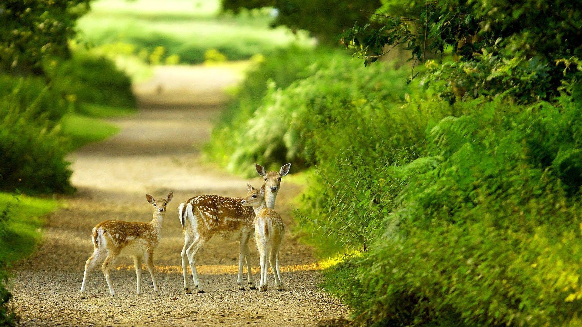 Baby Deer Wallpapers Top Free Baby Deer Backgrounds WallpaperAccess