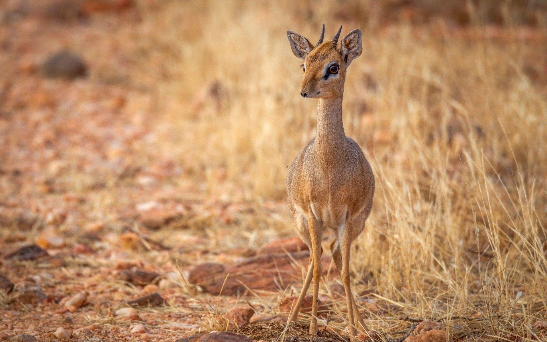 1920x1200 Baby Deer