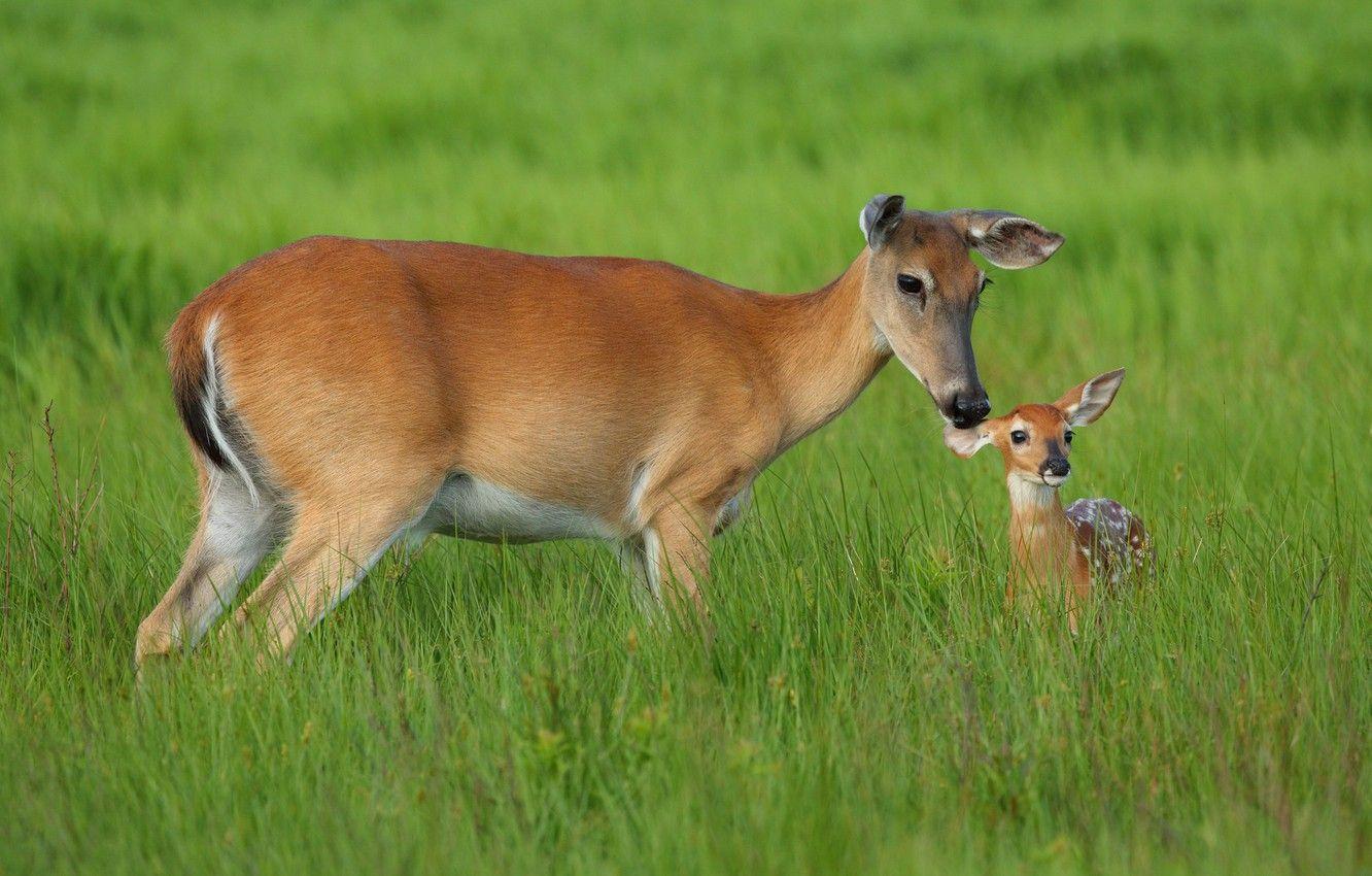 1332x850 Wallpaper grass, baby, deer, mom, deer image for desktop, section животные