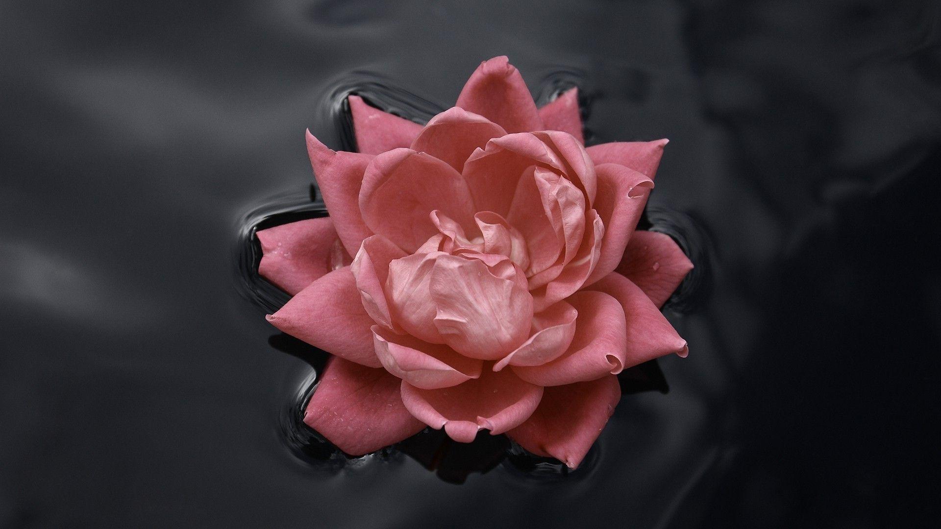 1920x1080 pink Roses, Water, Nature, Macro, Flowers, Rose, Black, Pink
