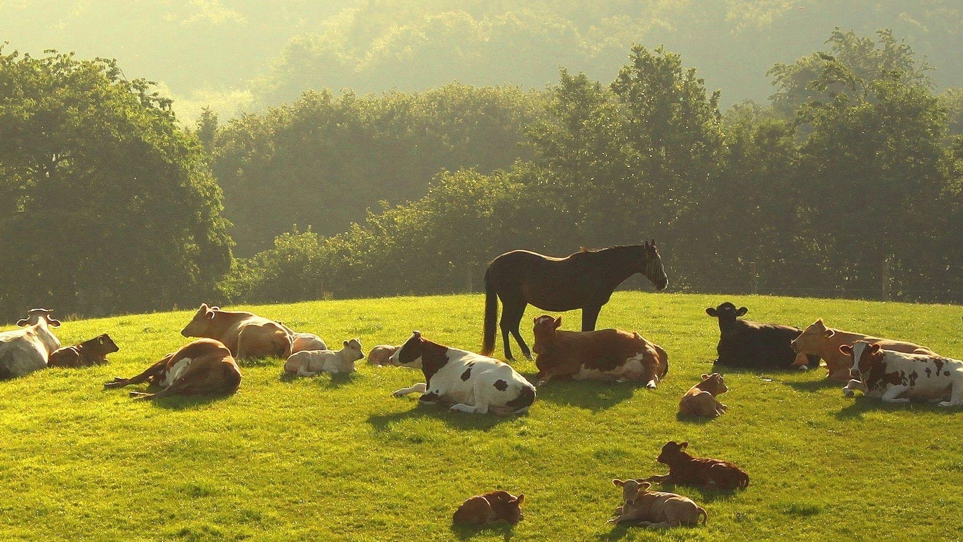 Horse Farm Wallpapers Top Free Horse Farm Backgrounds WallpaperAccess