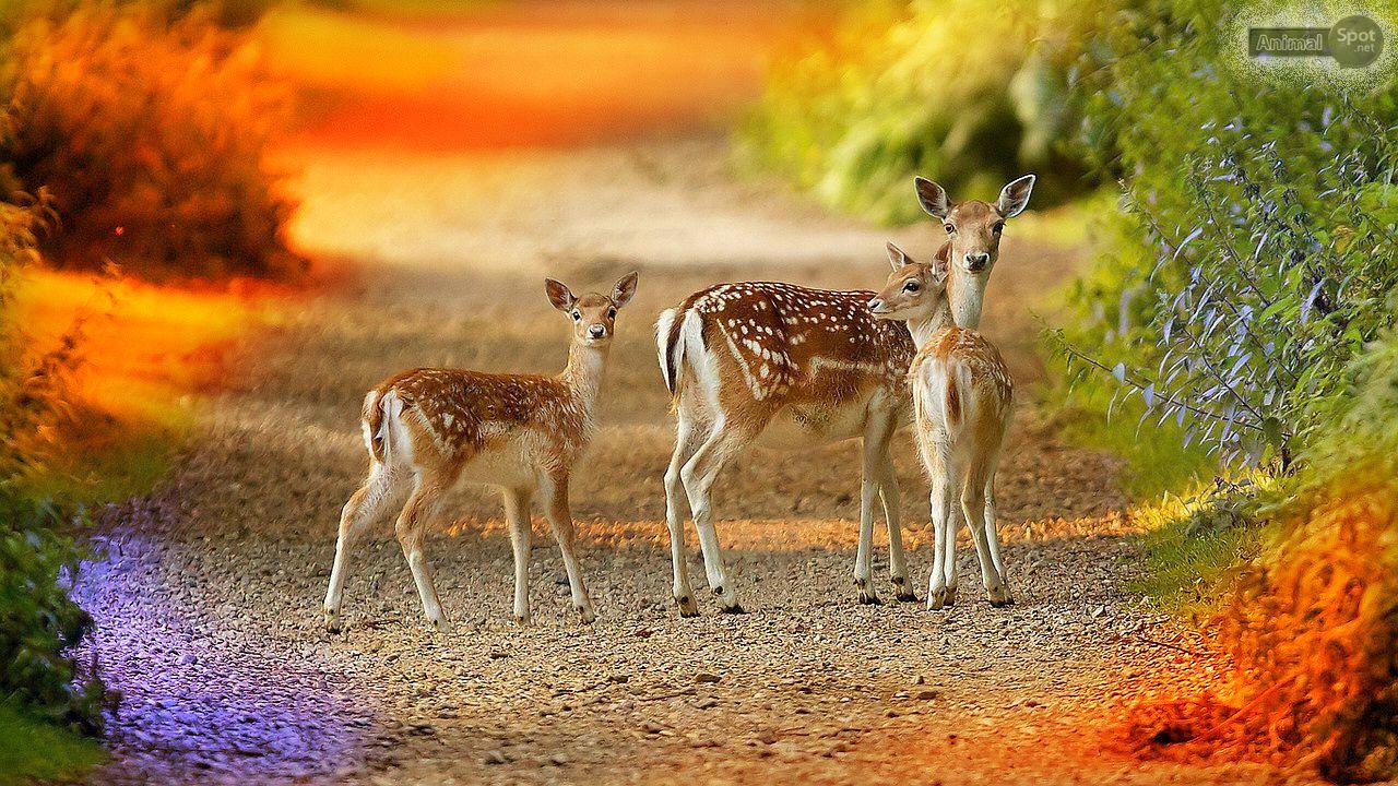 Baby Deer Wallpapers Top Free Baby Deer Backgrounds WallpaperAccess