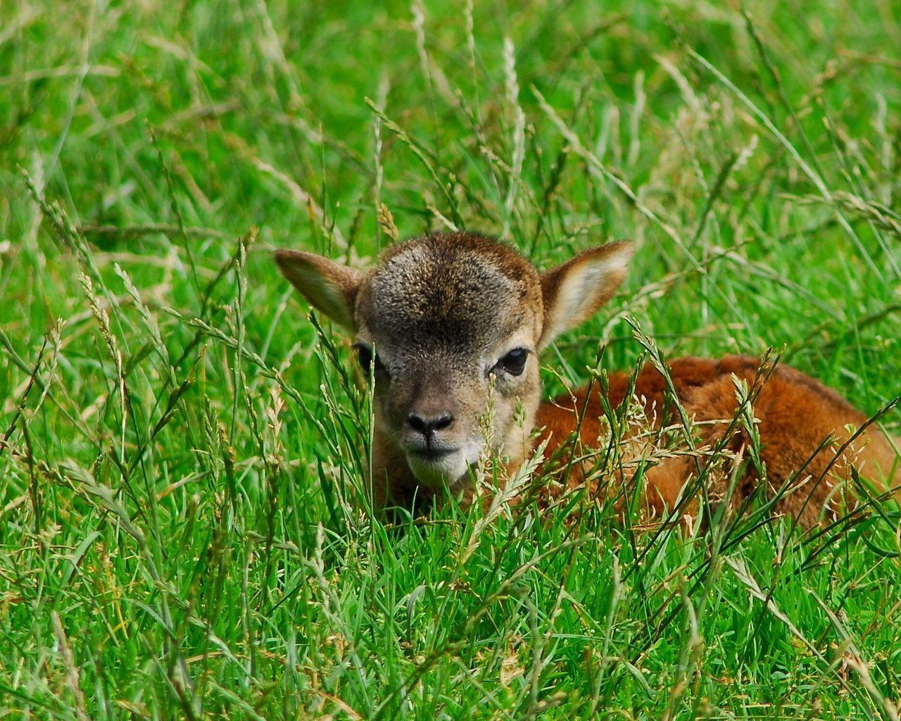 Baby Deer Wallpapers Top Free Baby Deer Backgrounds WallpaperAccess