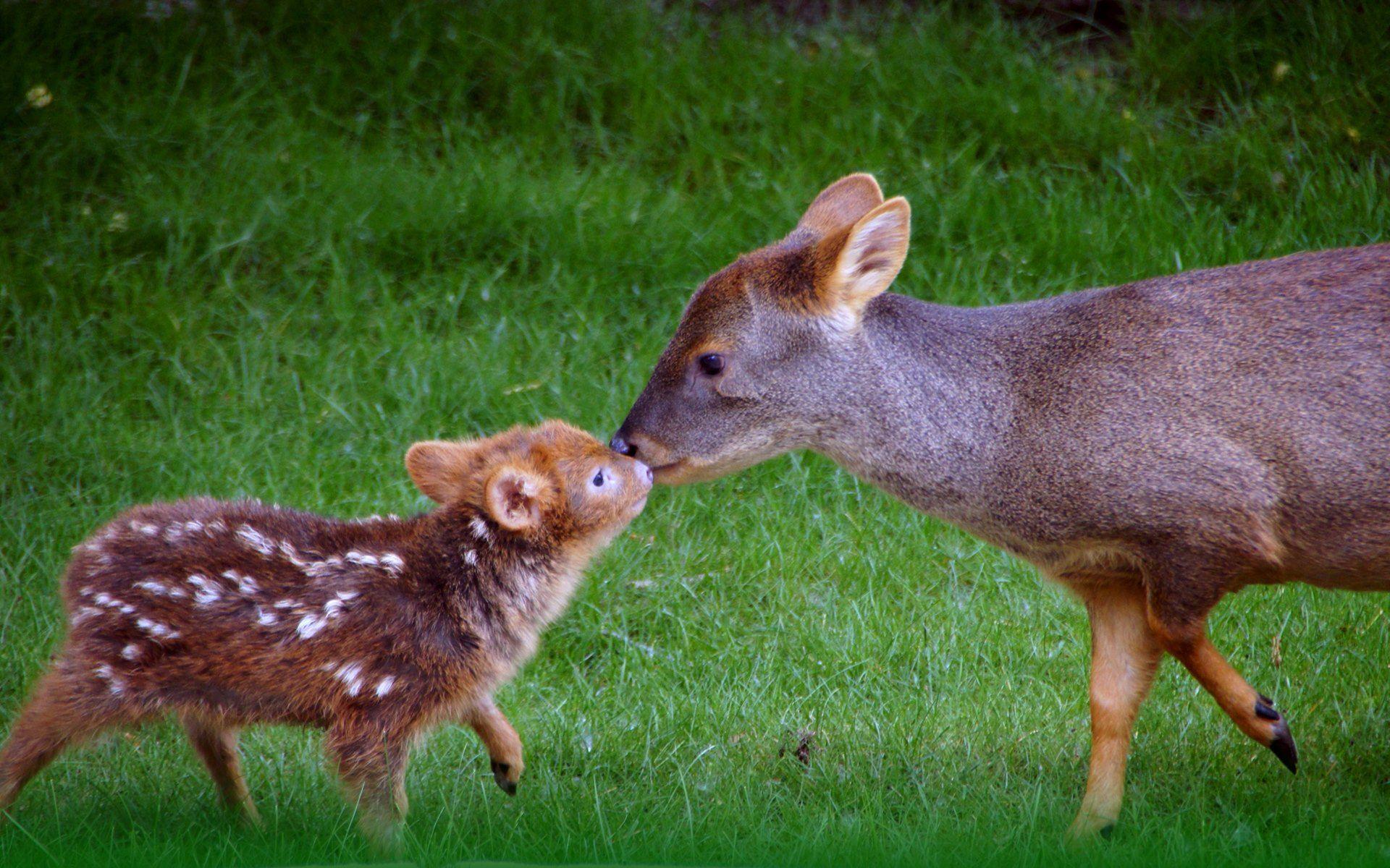 Baby Deer Wallpapers Top Free Baby Deer Backgrounds WallpaperAccess