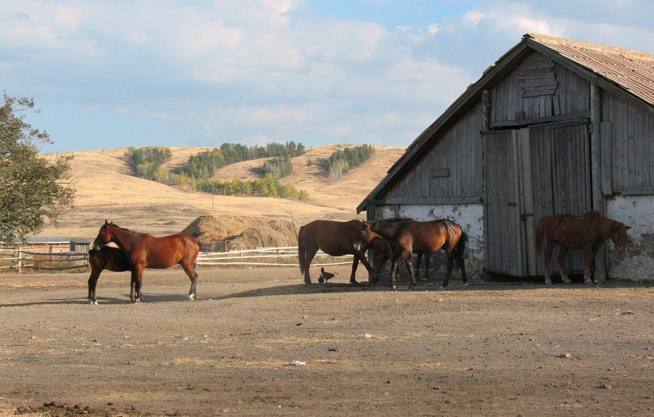 1332x850 Wallpaper horse, horse, farm, the herd, Kazakhstan, Kazakhstan