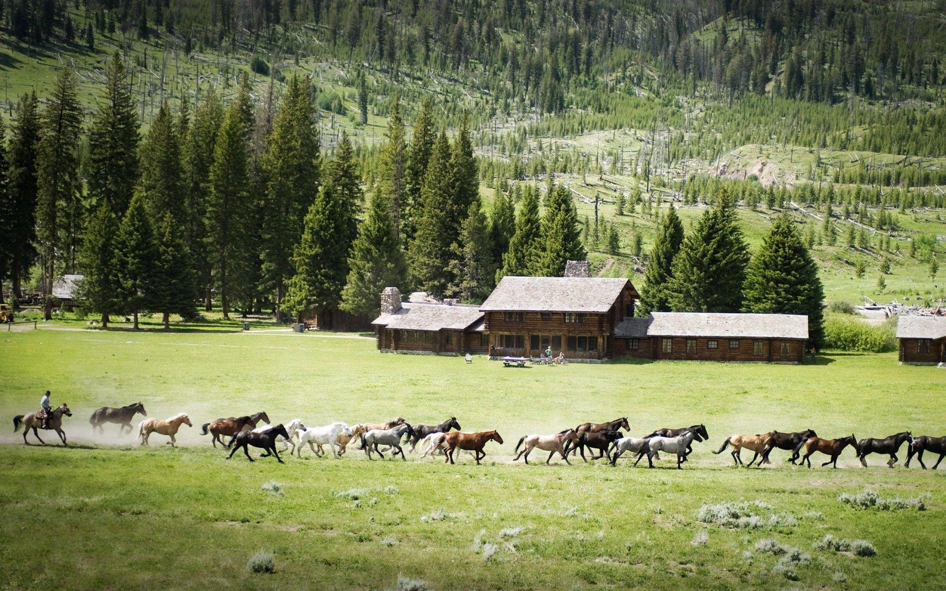 1920x1200 Farm Horses
