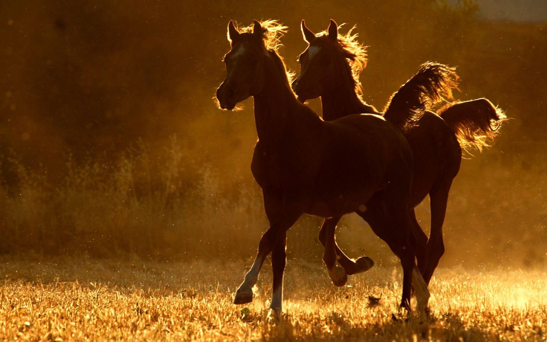1920x1200 Horses sunset sunrise sunlight landscapes fields rustic farm