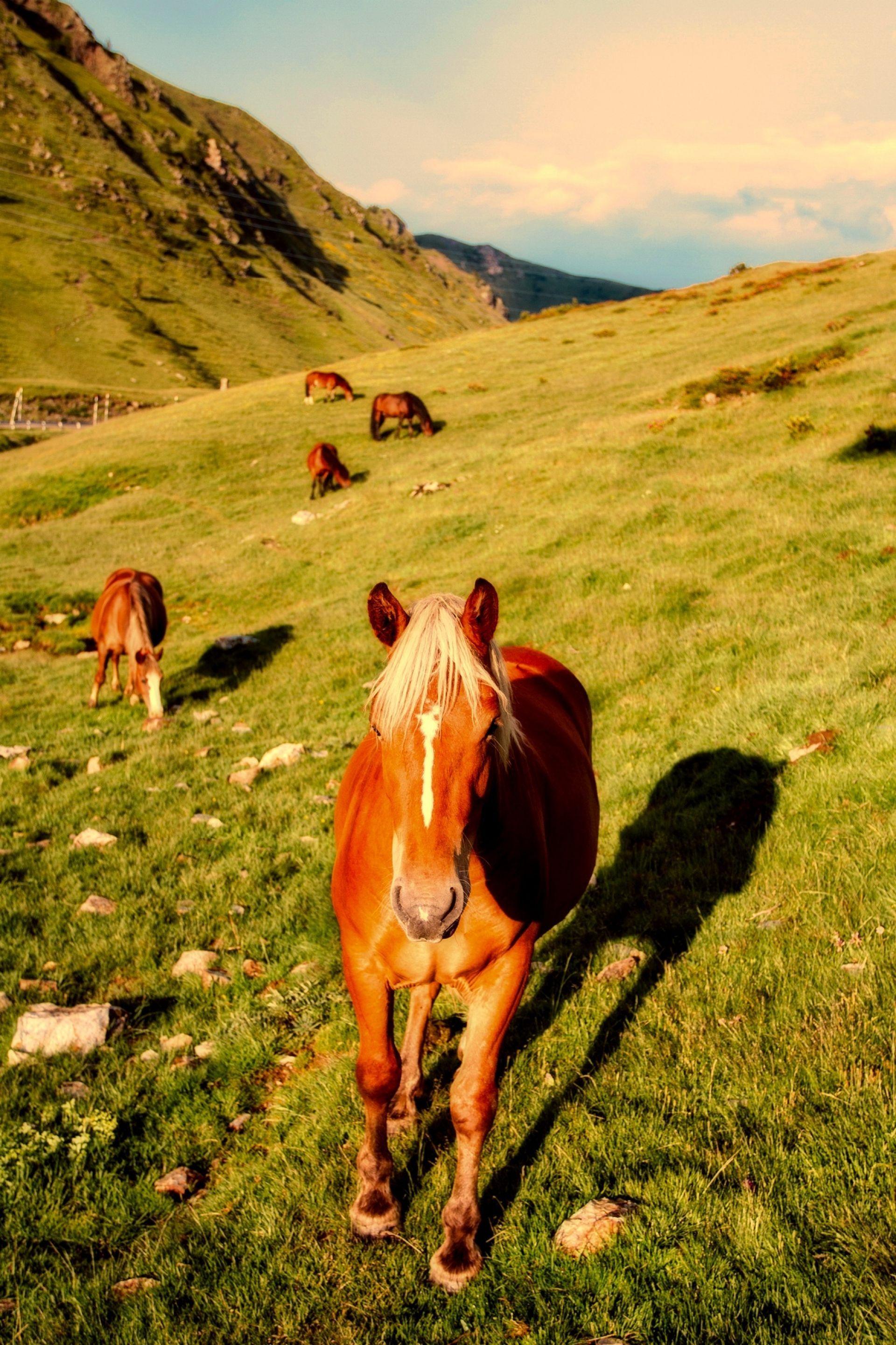 1920x2881 Ranch Horse Farm Grass Wallpaper · Wallpaper