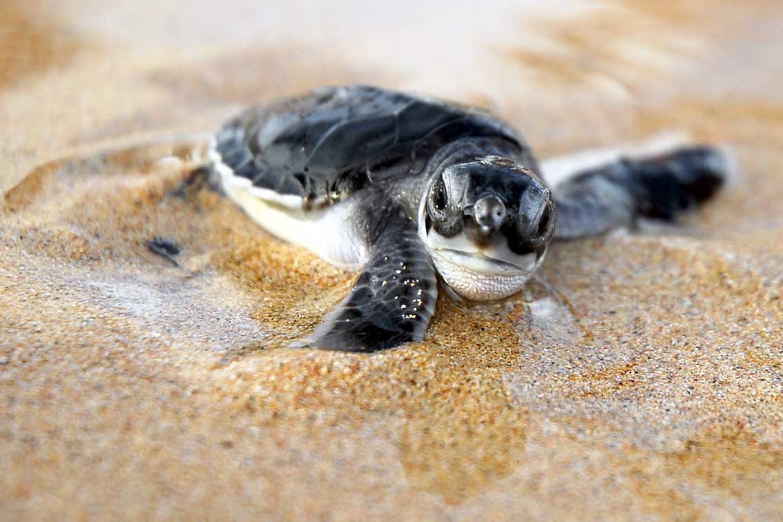 Cute Baby Turtle Wallpapers - Top Free Cute Baby Turtle Backgrounds ...