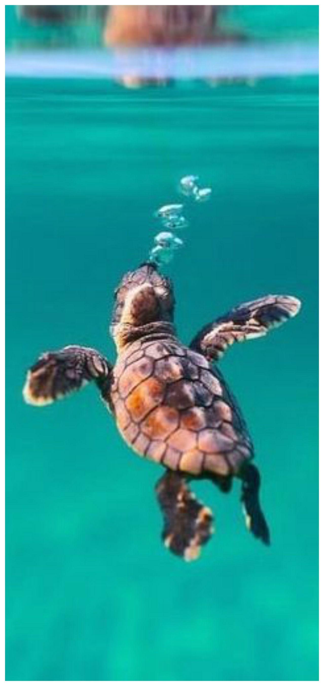 1278x2700 Little baby turtle blowing little baby bubbles. Cute baby animals