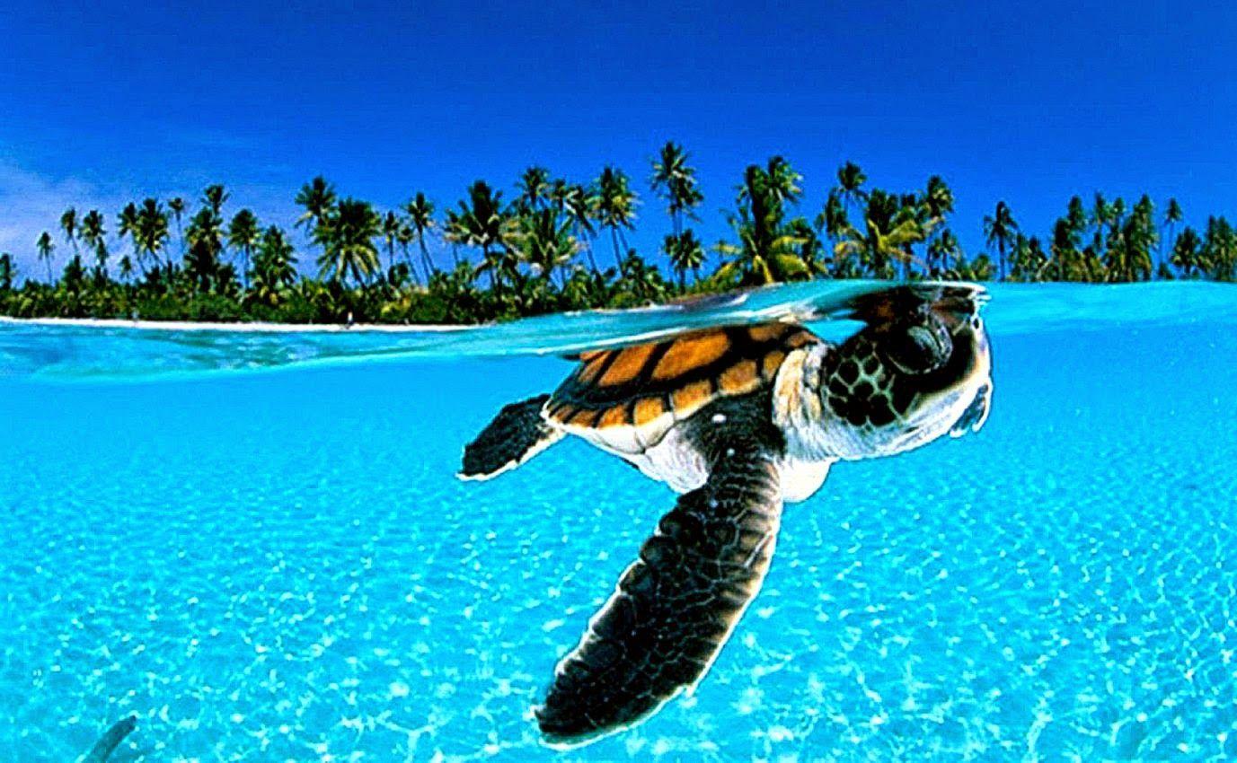 1377x850 Animal Turtle Wallpaper HD Desktop. Background Wallpaper Gallery