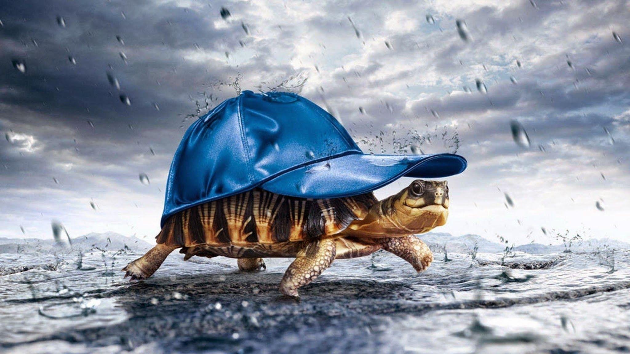 2048x1152 Turtle With Cap Raining, HD Others, 4k Wallpaper, Image, Background, Photo and Picture