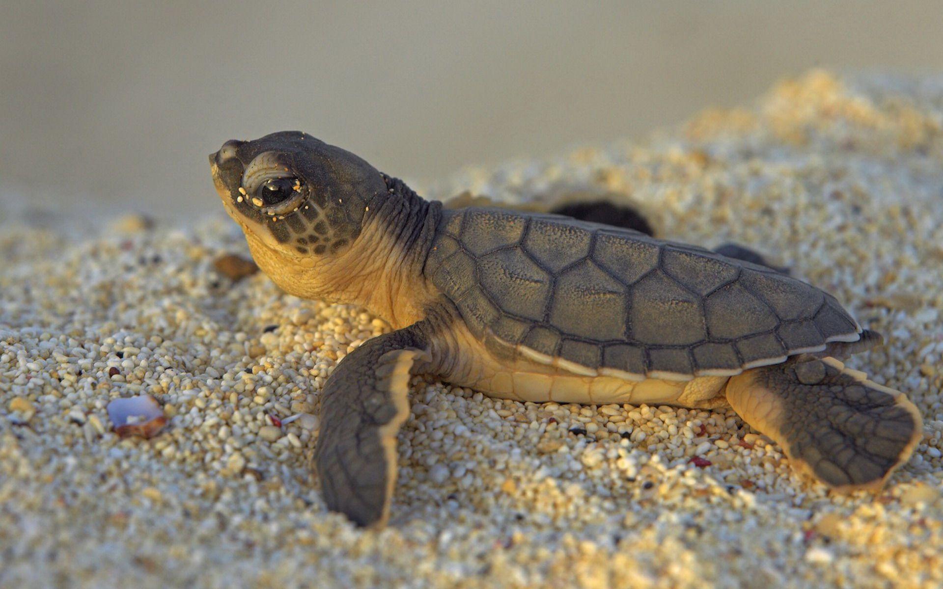 1920x1200 Baby Sea Turtle Sands Animals Wallpaper