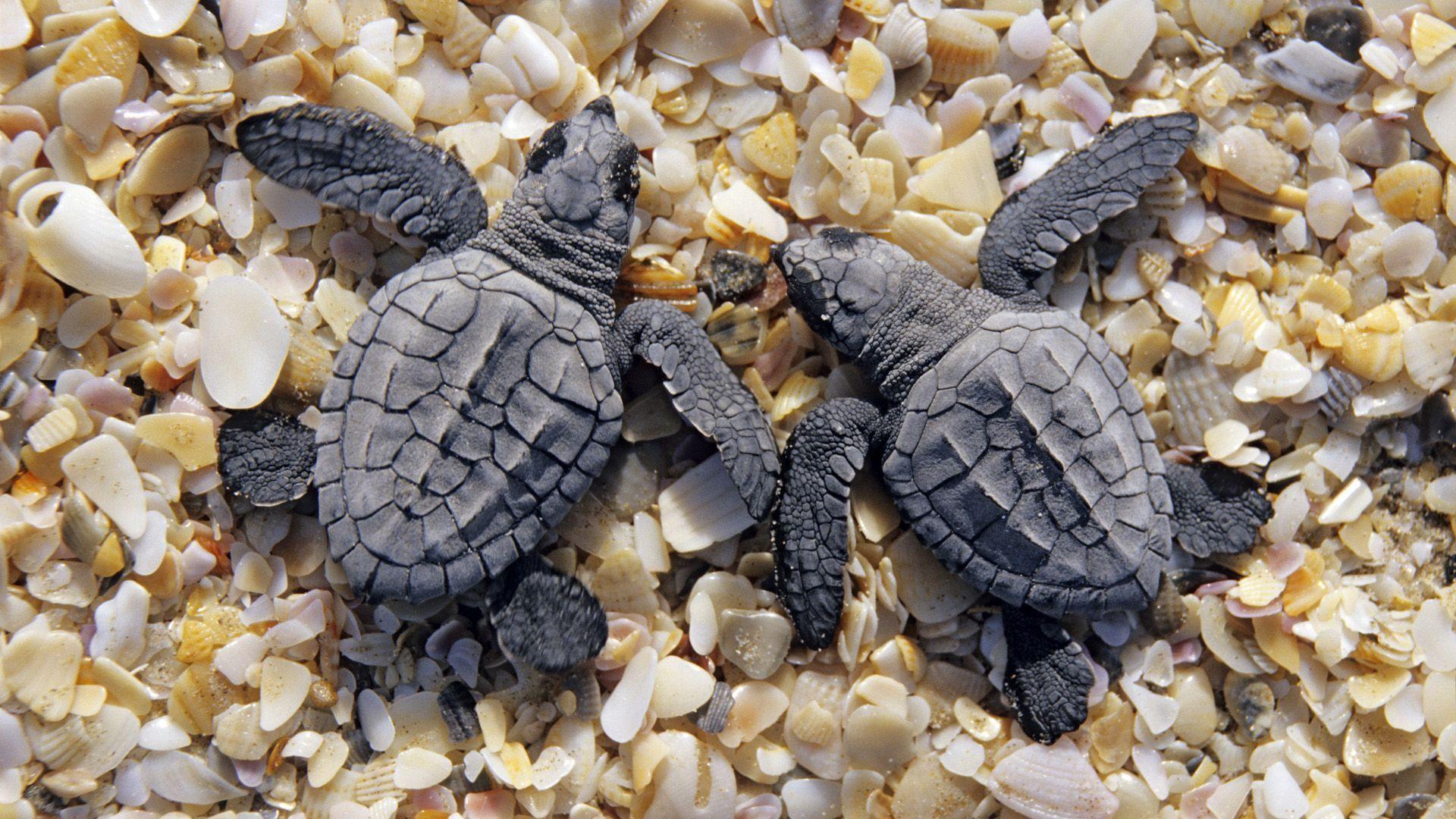 1920x1080 Sea Turtle Background