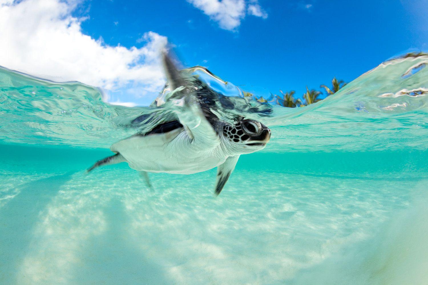 1500x1000 Baby Sea Turtle Wallpaper