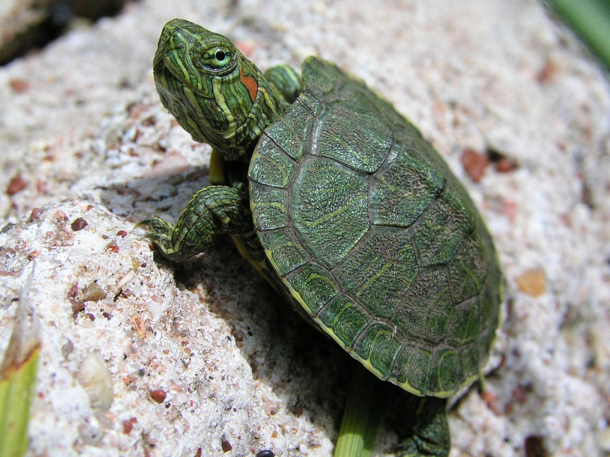 2048x1536 Cute Green Baby Turtle HD Sea Animal Wallpaper