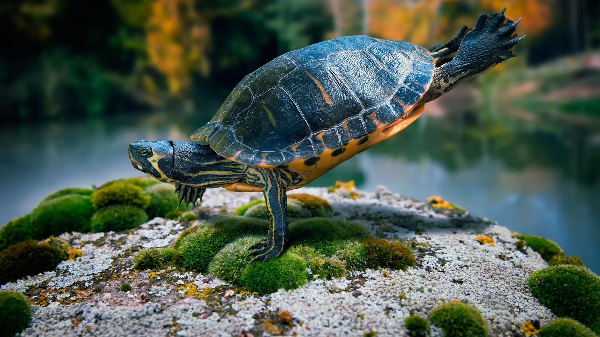 1920x1080 Turtle HD Background