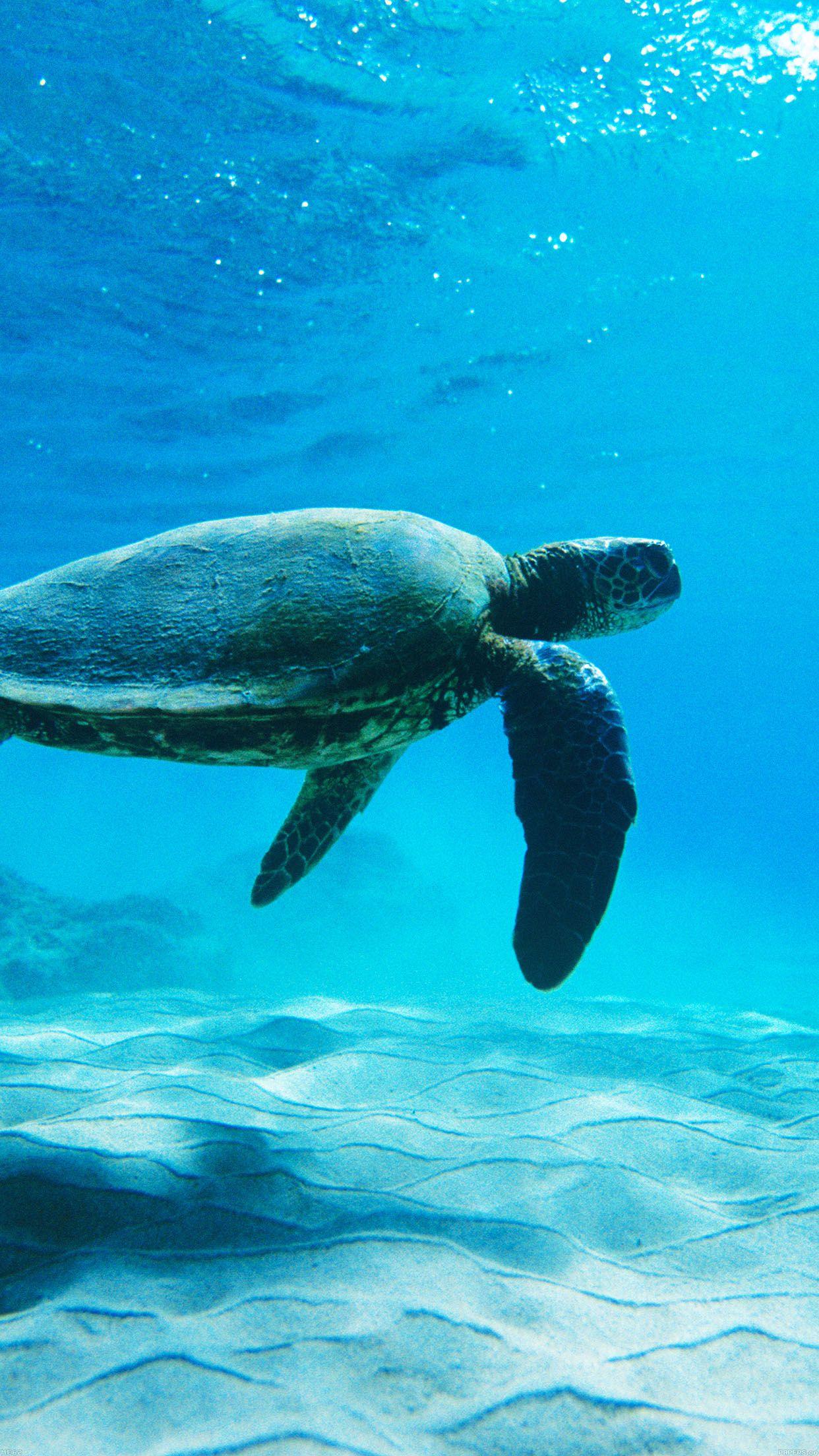 1242x2208 Turtle Sea Ocean Animal
