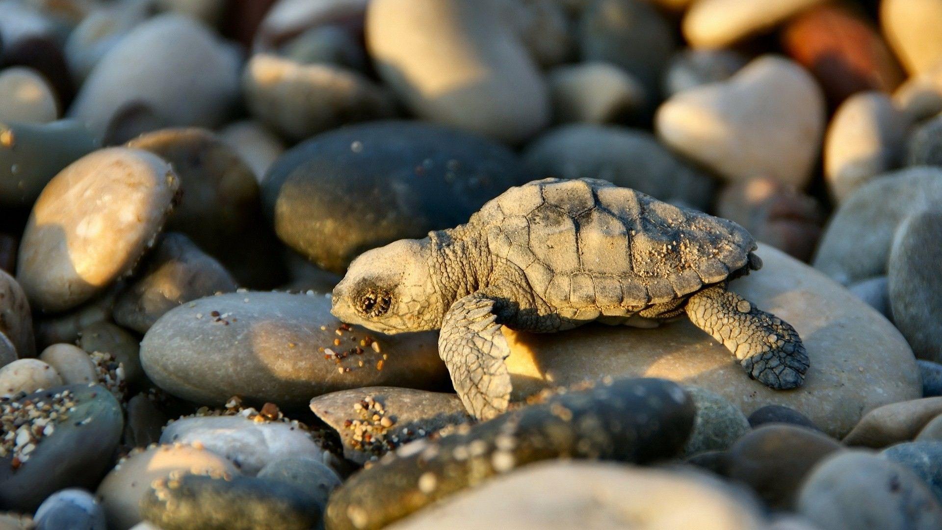 1920x1080 Cute Baby tortoise in sea beach