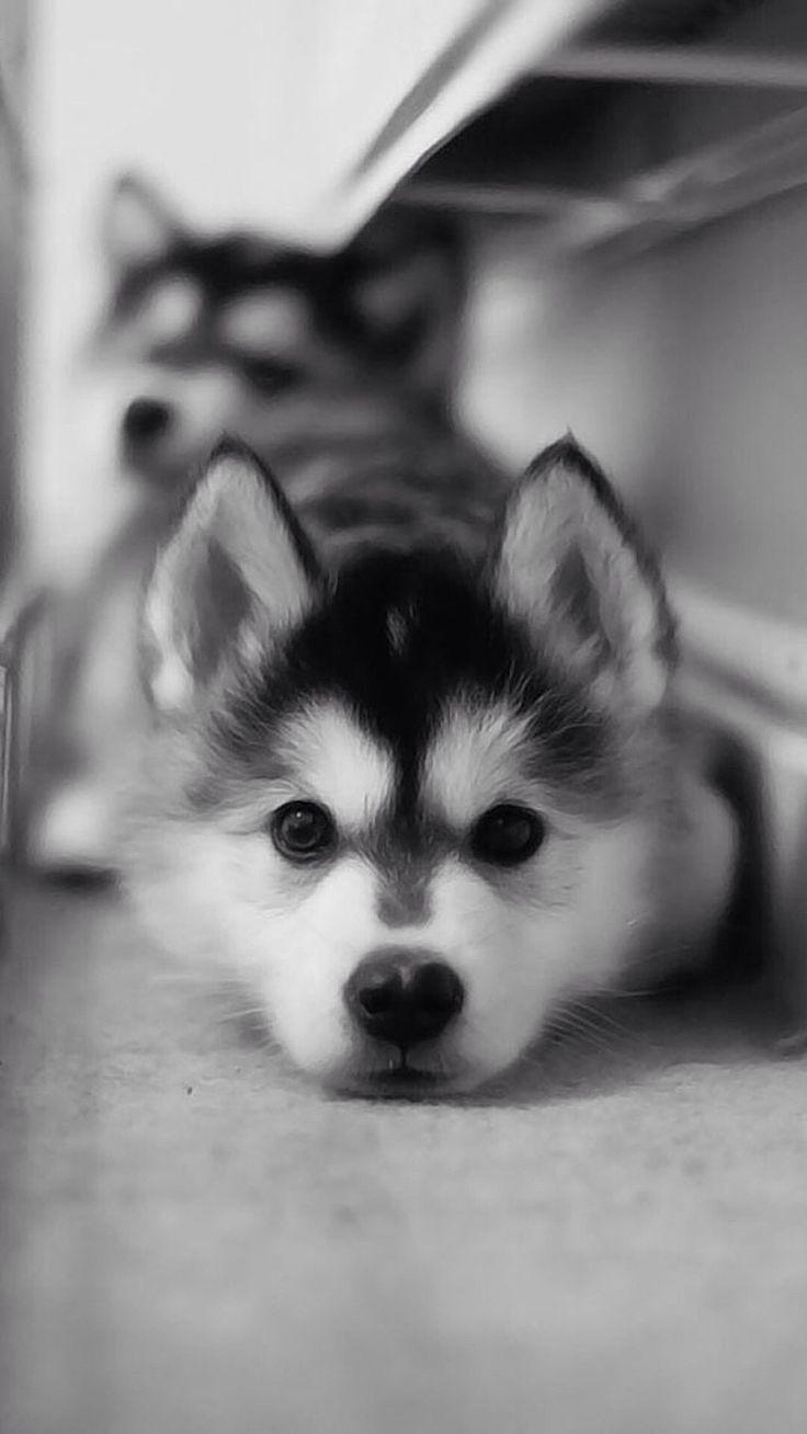 736x1308 Aa. how cute is that ?! # Wallpaper #phone