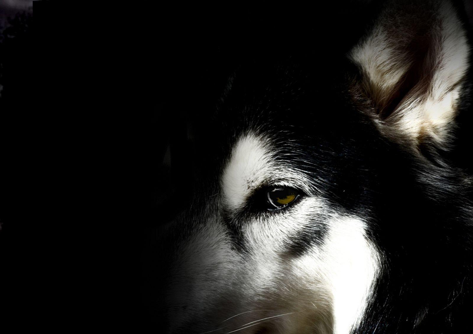 1600x1130 Husky Wallpaper. Husky Wallpaper, Husky