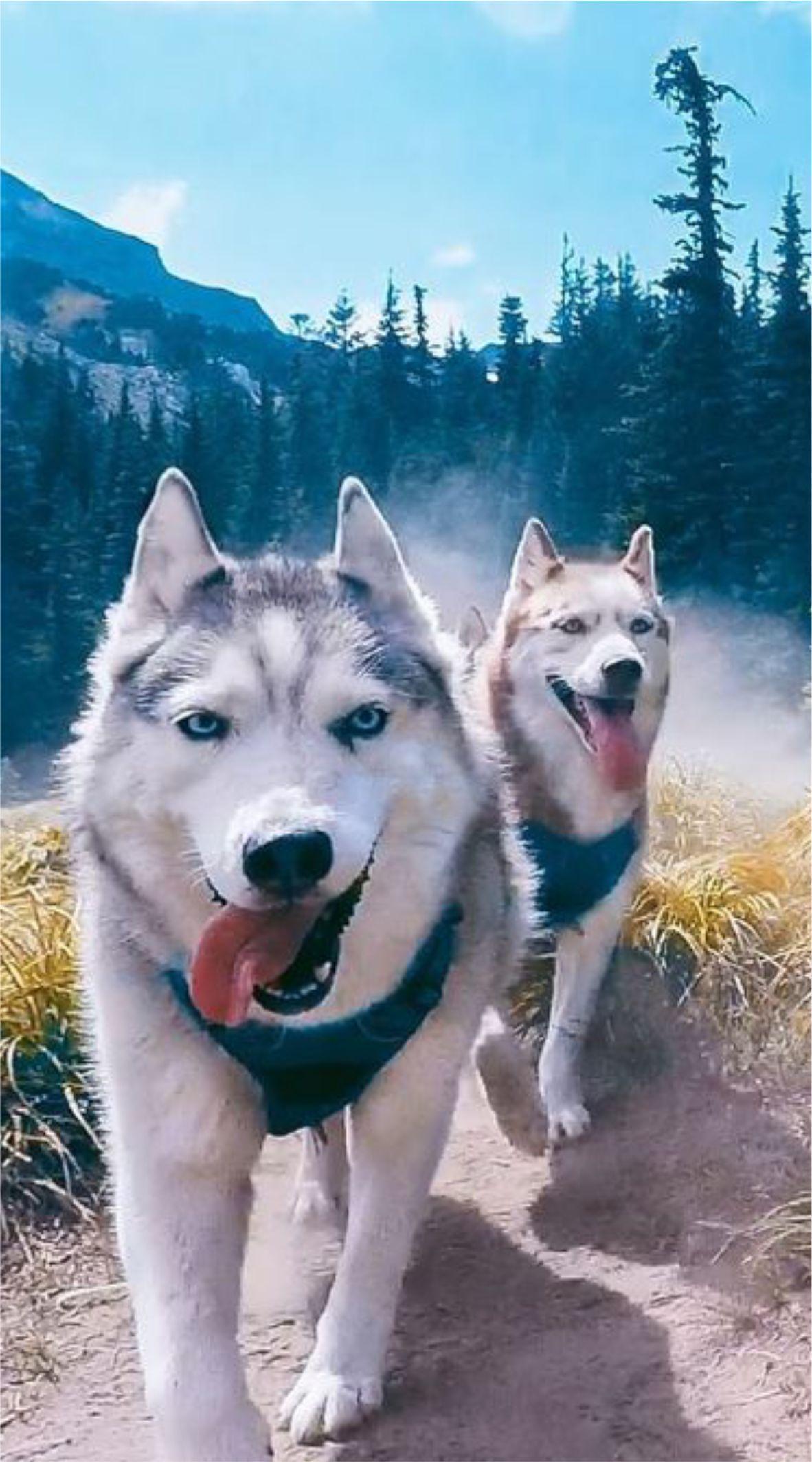1182x2127 Husky Wallpaper HD for Android .