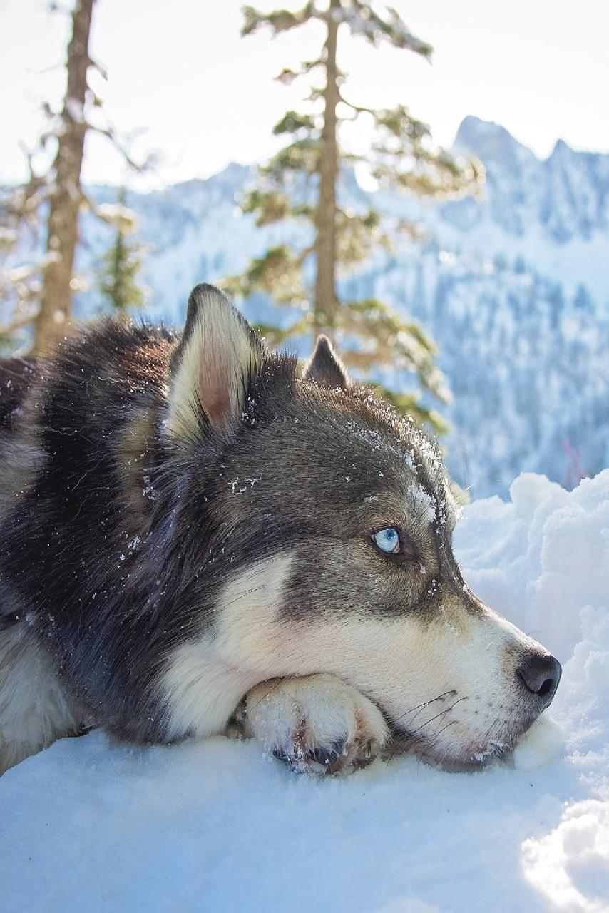 854x1280 Download Husky Wallpaper